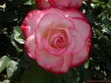 foto de flor rosa blanca y roja var. Meisponge Jubil� du Prince de Monaco con tama�o de 160X120; ver distintas medidas disponibles a la derecha